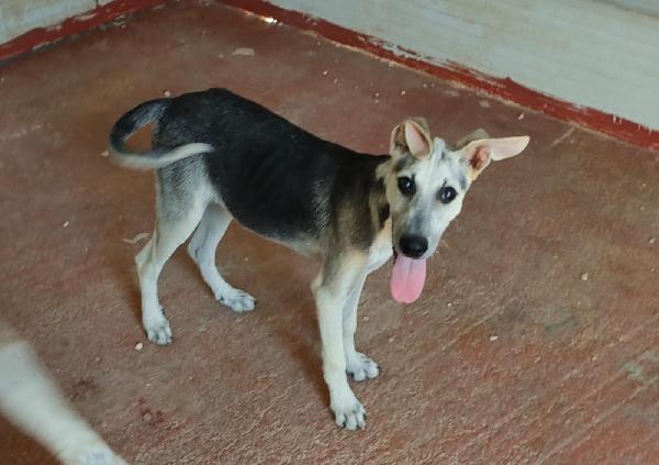 🐾💛“Pierino – cucciolo maschio, dolce e giocherellone cerca casa”🐾💛💕🧑🏻‍🧑🏻‍🧒🏻 Foto 9